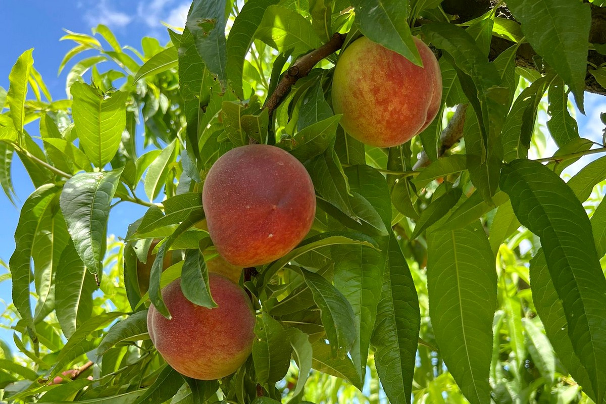 Steenfruitseizoen in Extremadura start later, maar verwachtingen blijven positief