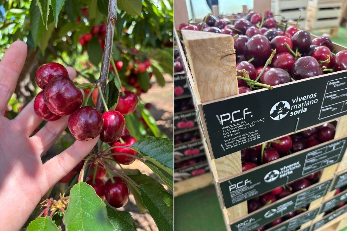 Perspectief voor Spaanse koude tolerante kersenrassen