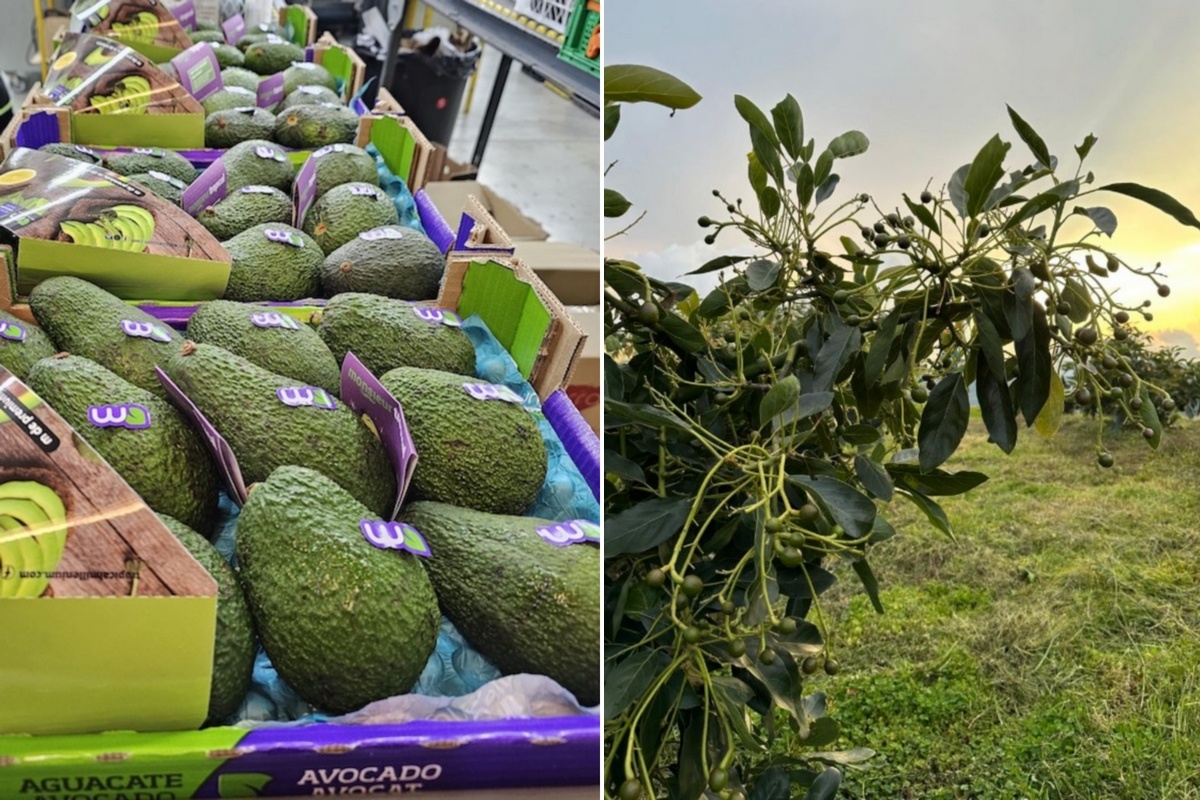 Peru verwacht record avocadooogst van 750 mln kg