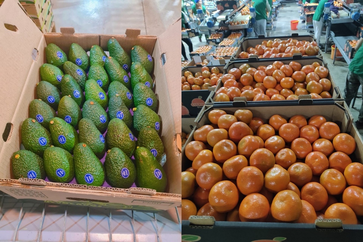 Lastig seizoen voor Peruaanse avocado's