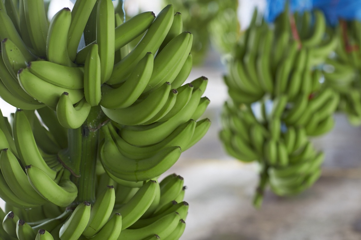 Lichte schaarste op Europese bananenmarkt gunstig voor Costa Ricanen