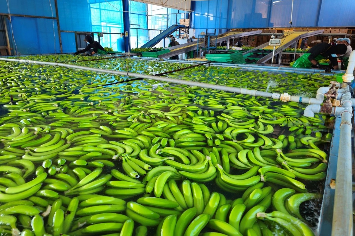 Peruaanse biologische bananenteelt herstelt zich