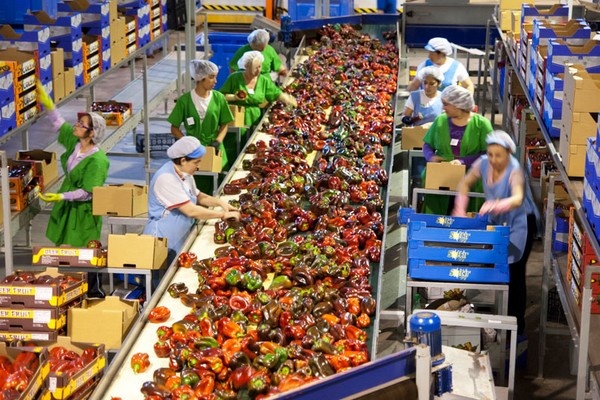 Oversupply in Murcia and the Netherlands pushes pepper prices down