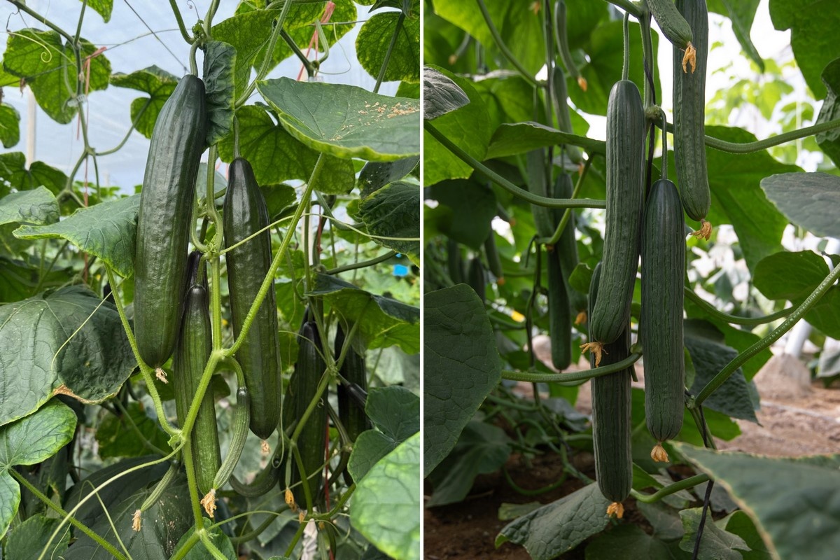Cucumber season on the coast of Granada and Almeria starts with new varieties