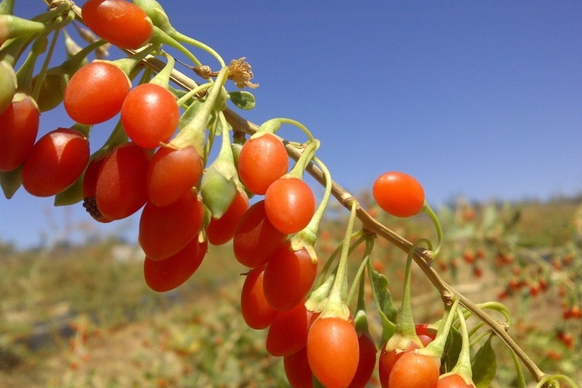 Zuid-Spanje ontdekt potentieel van gojibes naast traditioneel zachtfruit