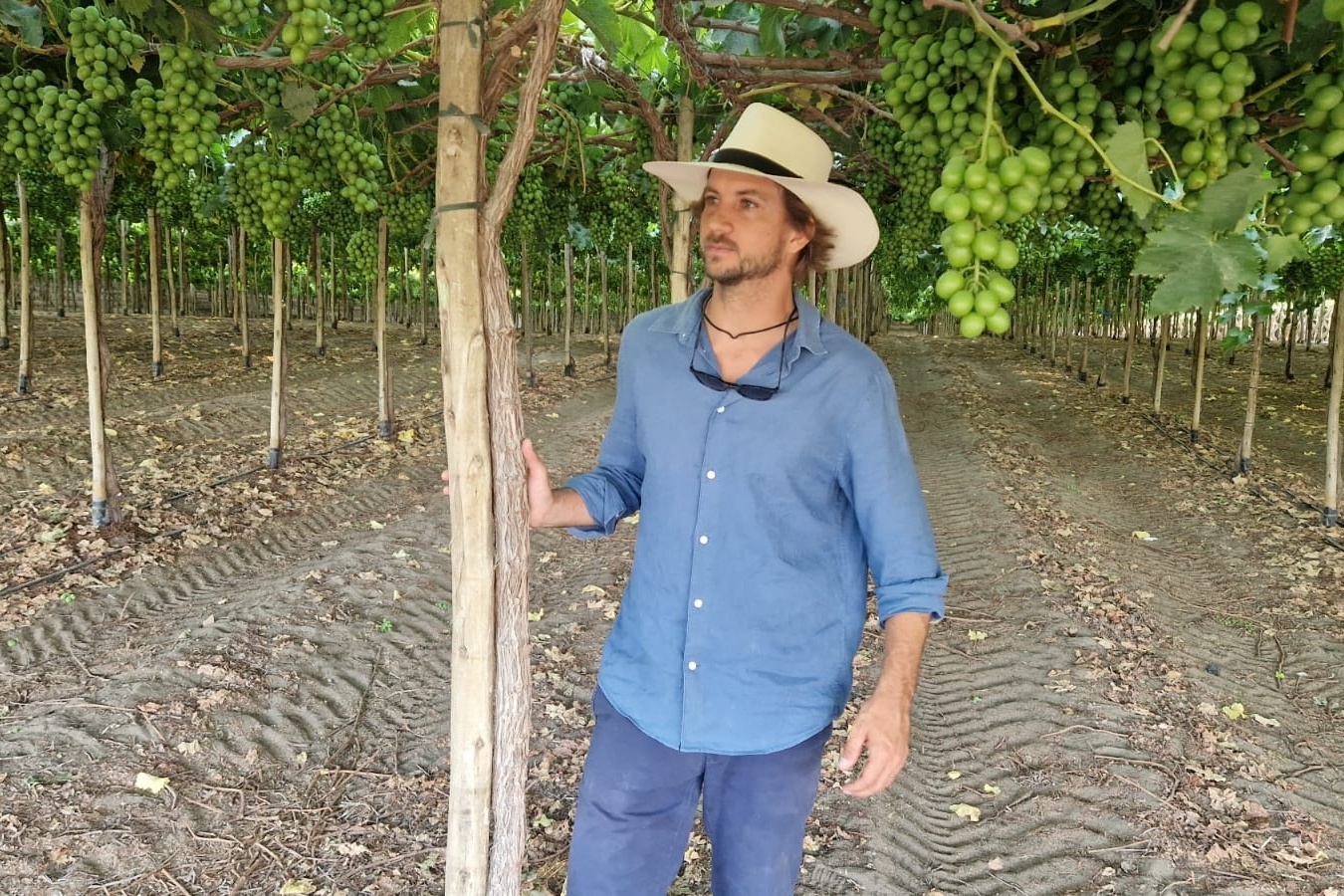 Zuid-Afrika zit Peru in de weg op Europese druivenmarkt