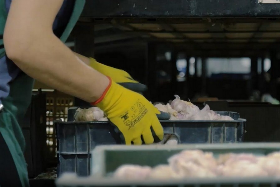 Spaanse knoflook onder druk door goedkope import