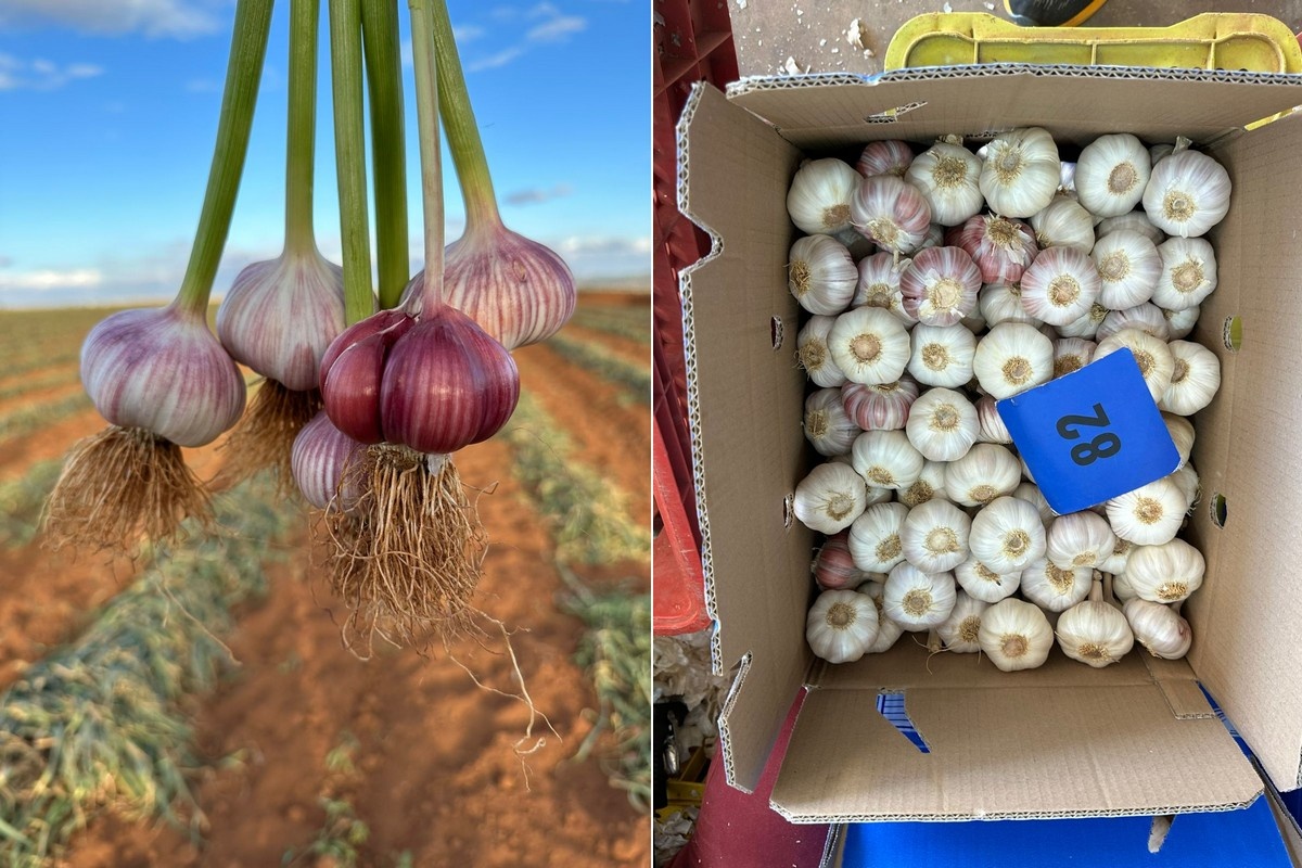 Brazilië blijft zitten met recordvoorraden knoflook