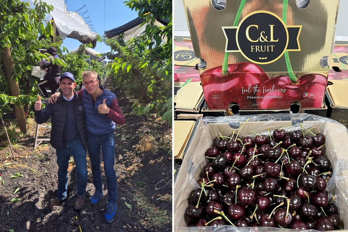 Niet eerder vertoond: Chileense kersen per boot in week 50 beschikbaar voor Europese markt
