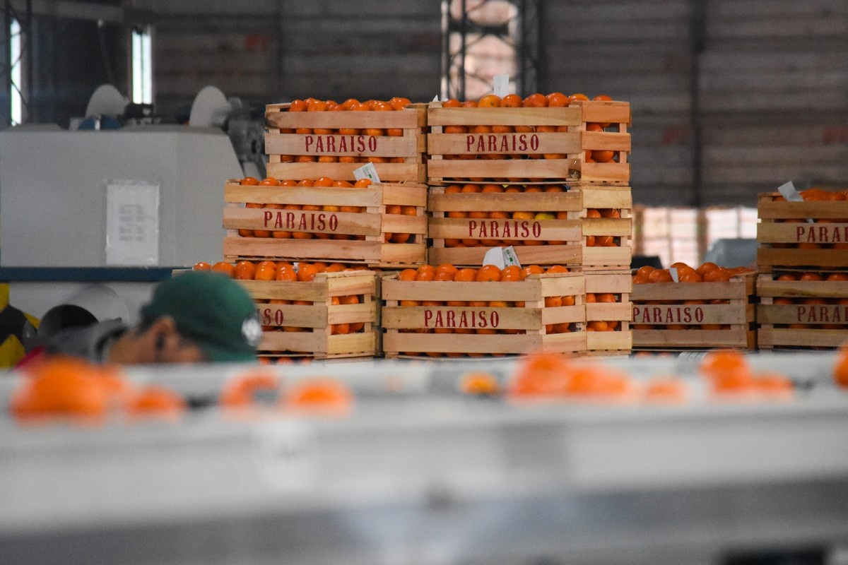 Minder overaanbod en meer balans in Argentijnse citrusoogst