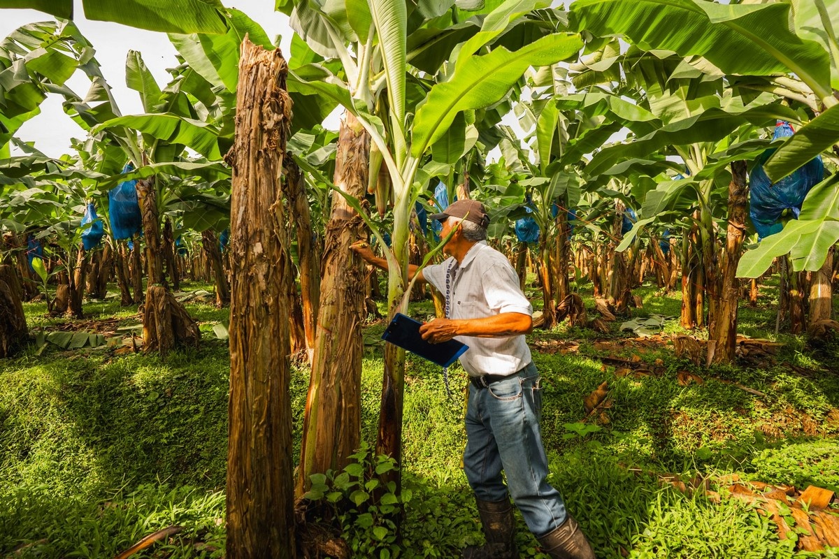Tot 15% minder Costa Ricaanse bananen in 2025