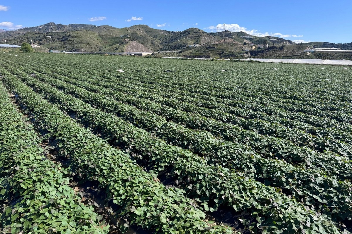 Supermarkten mijden Egyptisch product: Spaanse kwaliteit drijft prijs en voorkeur