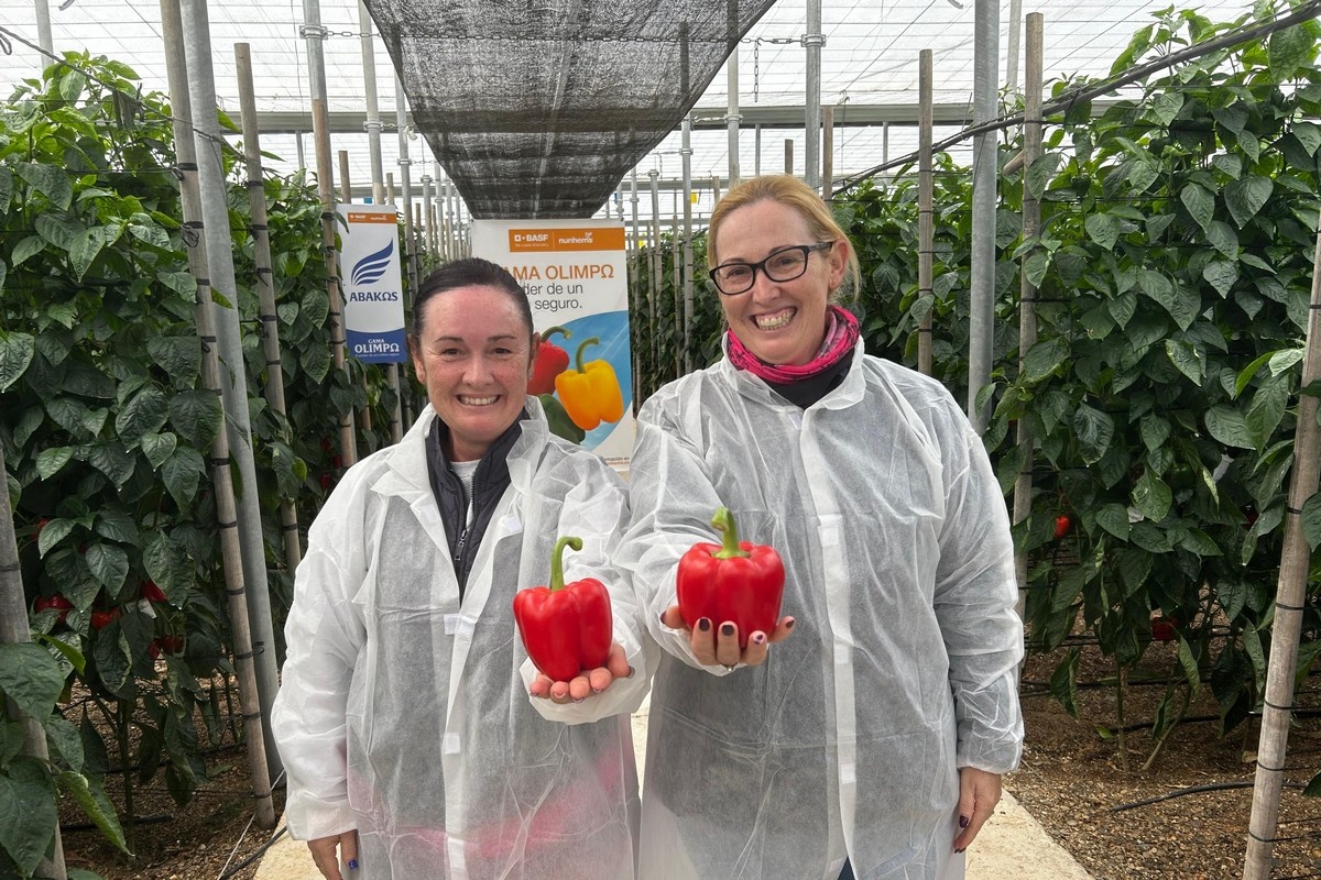 Nieuwe Abakos F1-paprika combineert vroegrijpheid met hoge vruchtkwaliteit