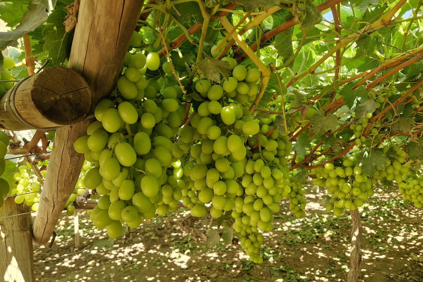 "Nu de aspergeteelt in Peru en Mexico afneemt, plannen wij een comeback"