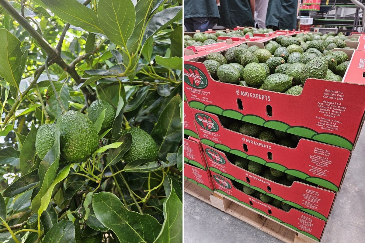 Colombia exporteert 150 containers avocado's per week, voornamelijk naar Europa