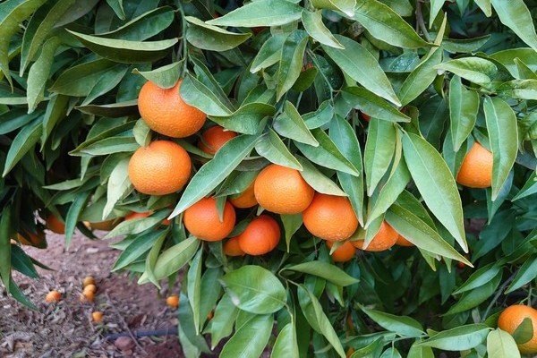 Voorspoedig Sando clementineseizoen op komst, ondanks hagelschade in juli