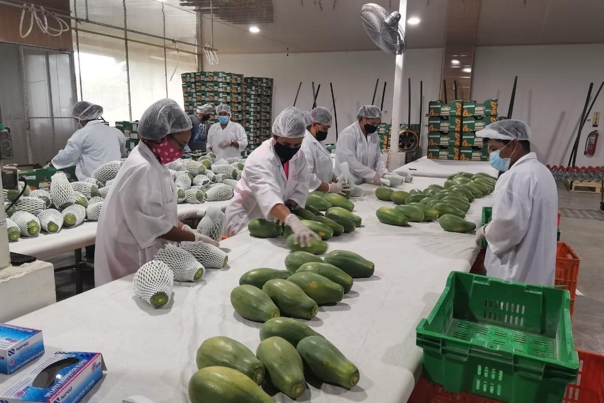 Luchtvaartkosten en concurrentie Brazilië bemoeilijken toegang Panamese papaya tot Europa