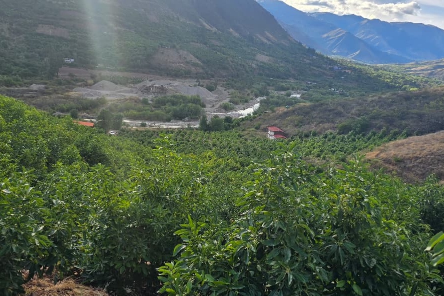 Peruaanse avocado-export Westfalia stijgt naar 43.000 ton