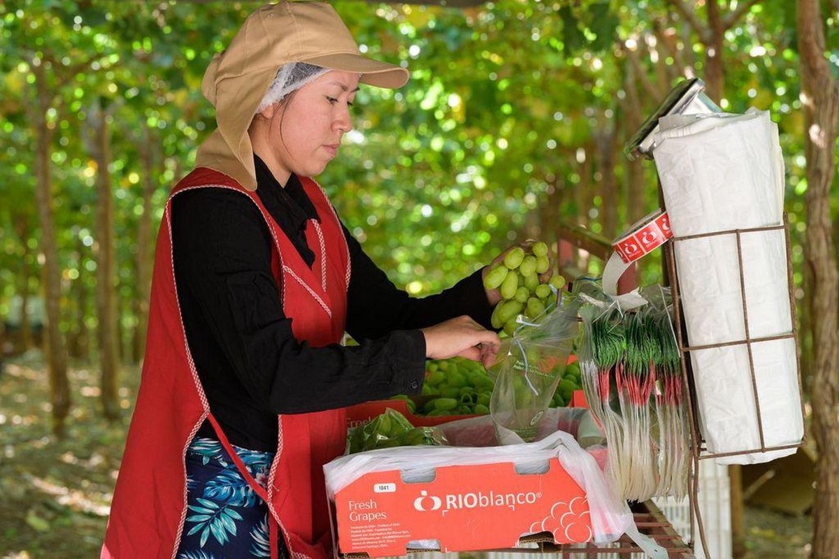 Chileense druiven onder druk door Peru: kwaliteit doorslaggevend