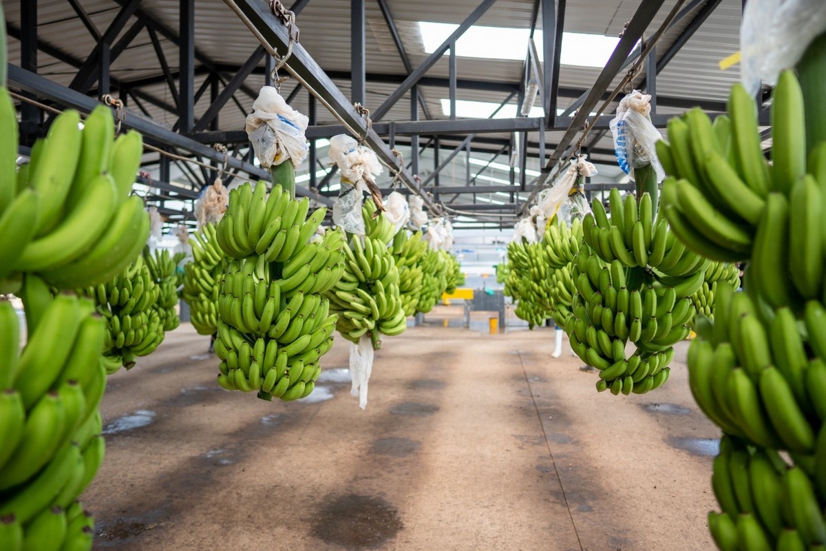 TR4 gedetecteerd op bananenplantage in Ecuador: sector in hoogste staat van paraatheid