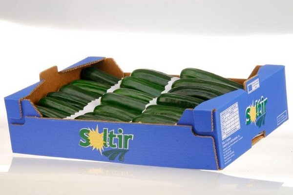 Courgette-areaal in de kassen in Murcia neemt toe