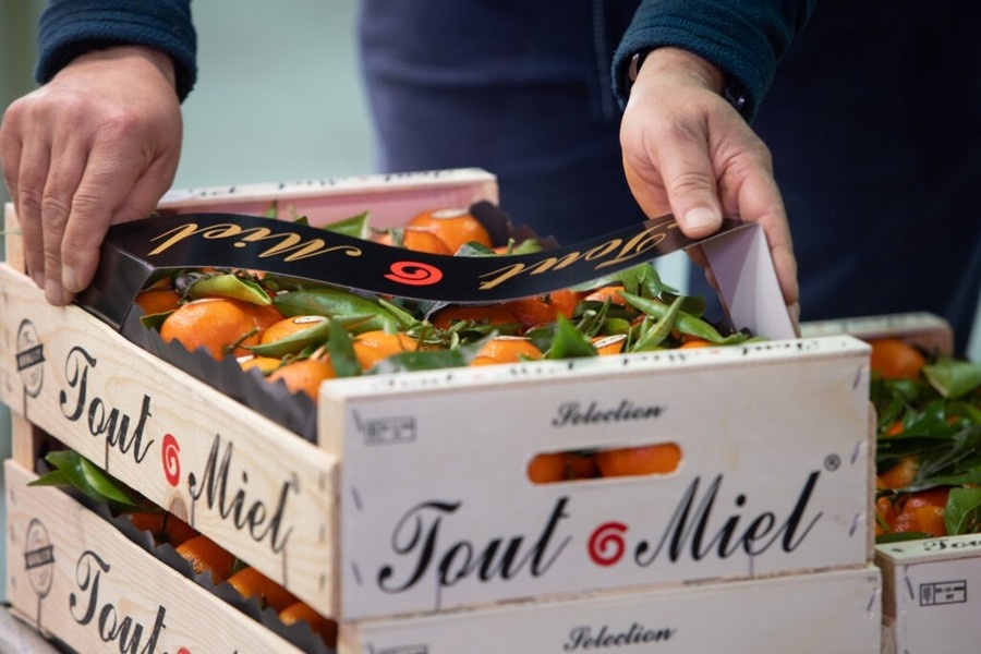 Clemenules op z'n retour: clementineseizoen in Castellón zoekt balans