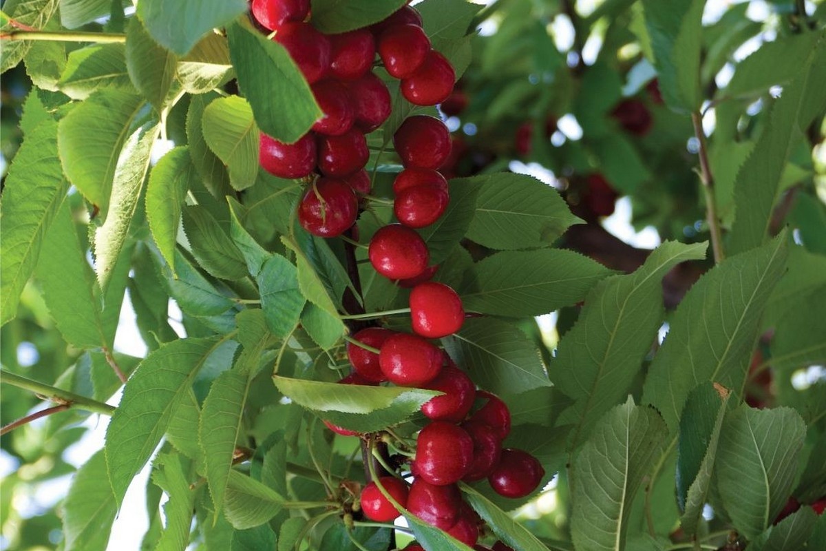 Kleinere kersenoogst zet toon voor Chileens seizoen