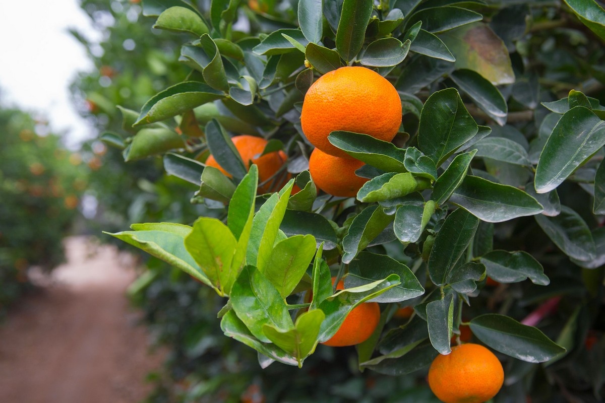 Nederland blijft cruciale draaischijf voor Peruaans fruit in Europa
