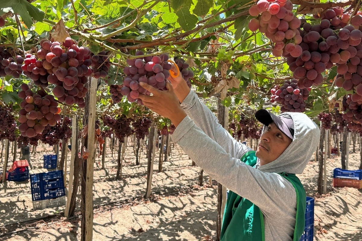 VS blijft grote afzetmarkt voor Chileense druiven, maar Canada en Europa winnen aan belang