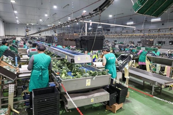 Regen zet Spaanse vollegrondsgroenteteelt onder druk: minder aanbod