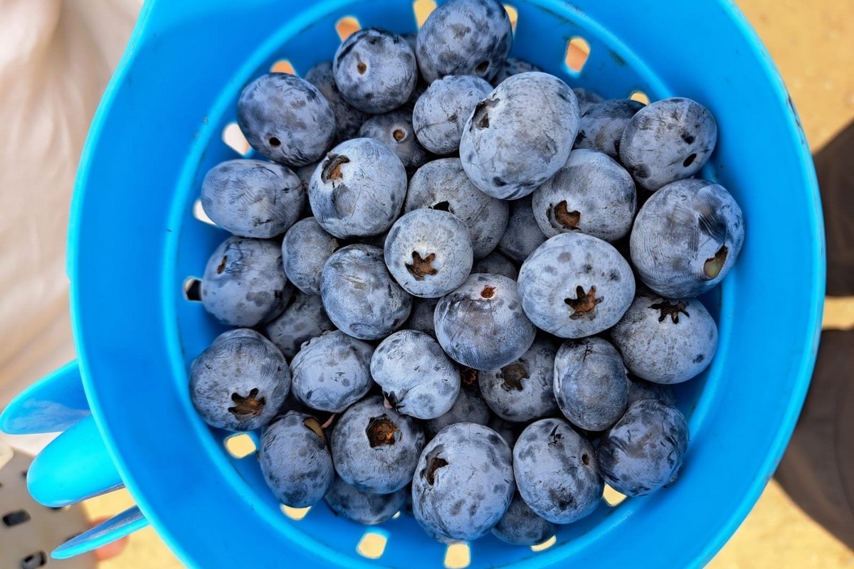 36% meer Peruaanse blauwe bessen naar Europa dan vorig seizoen