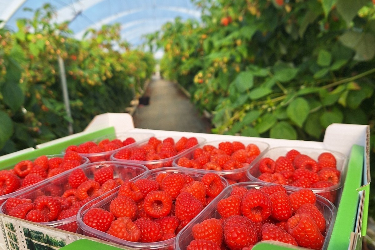 Pink Hudson framboos sleept Superior Taste Award in de wacht