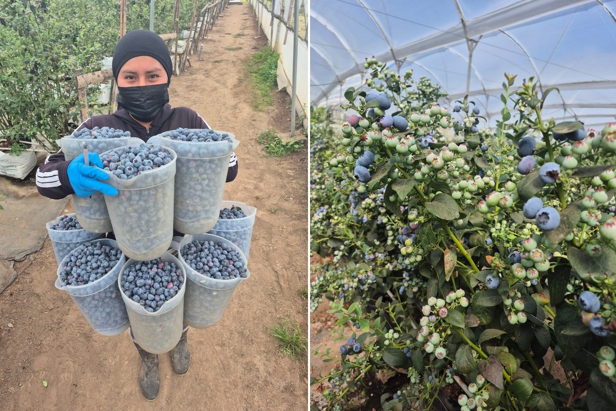 Ecuadoraanse blauwe bessen voor nichemarkten