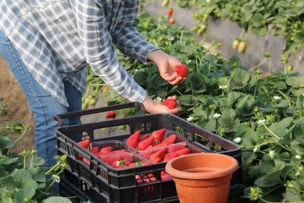 Kou en regen zorgen voor beperkte aanvoer van zachtfruit uit Huelva