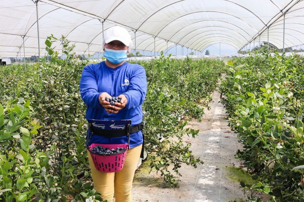 Jaarrond blauwe bessenoogst in Ecuadoraanse hooglanden