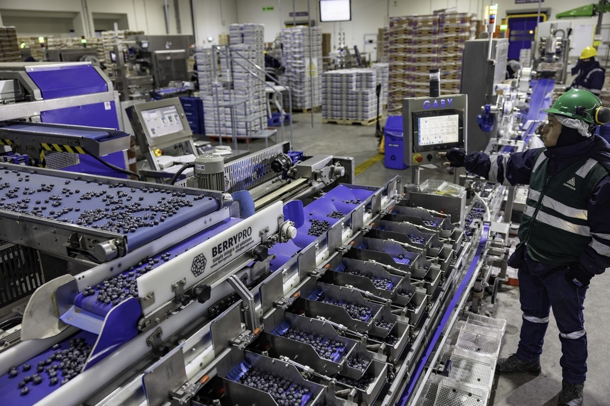 Nieuwe rassen verlengen Peruaanse blauwe bessenseizoen