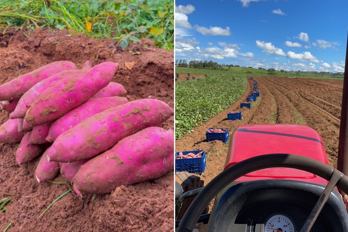Na twee lastige jaren zijn Braziliaanse zoete aardappelexporteurs positief gestemd