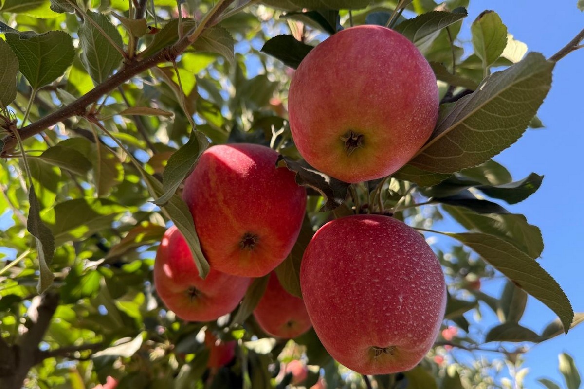 Chileense appelsector krabbelt op na jaren van stilstand