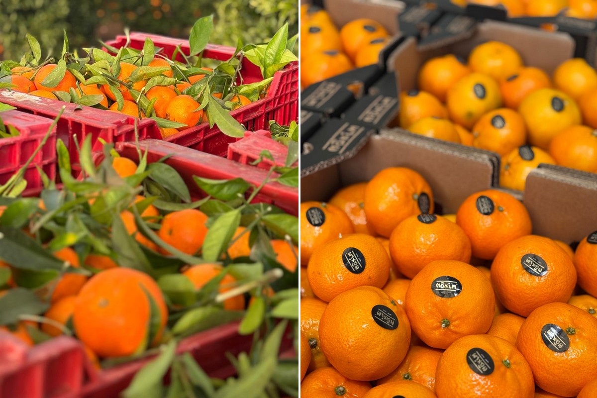 Nadorcott en Tango vliegen weg: Spaanse mandarijnen snel verkocht