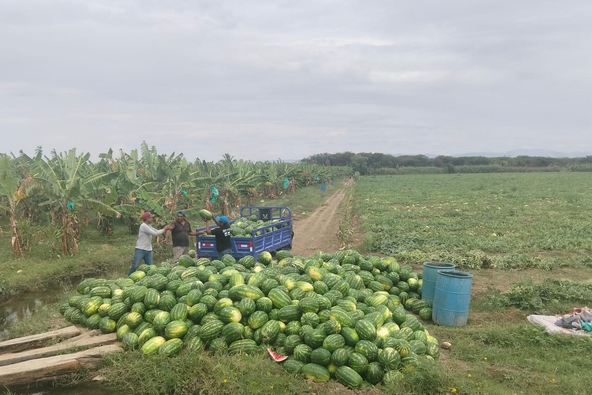 Watermeloen redder van biologische bananenteelt in Peru