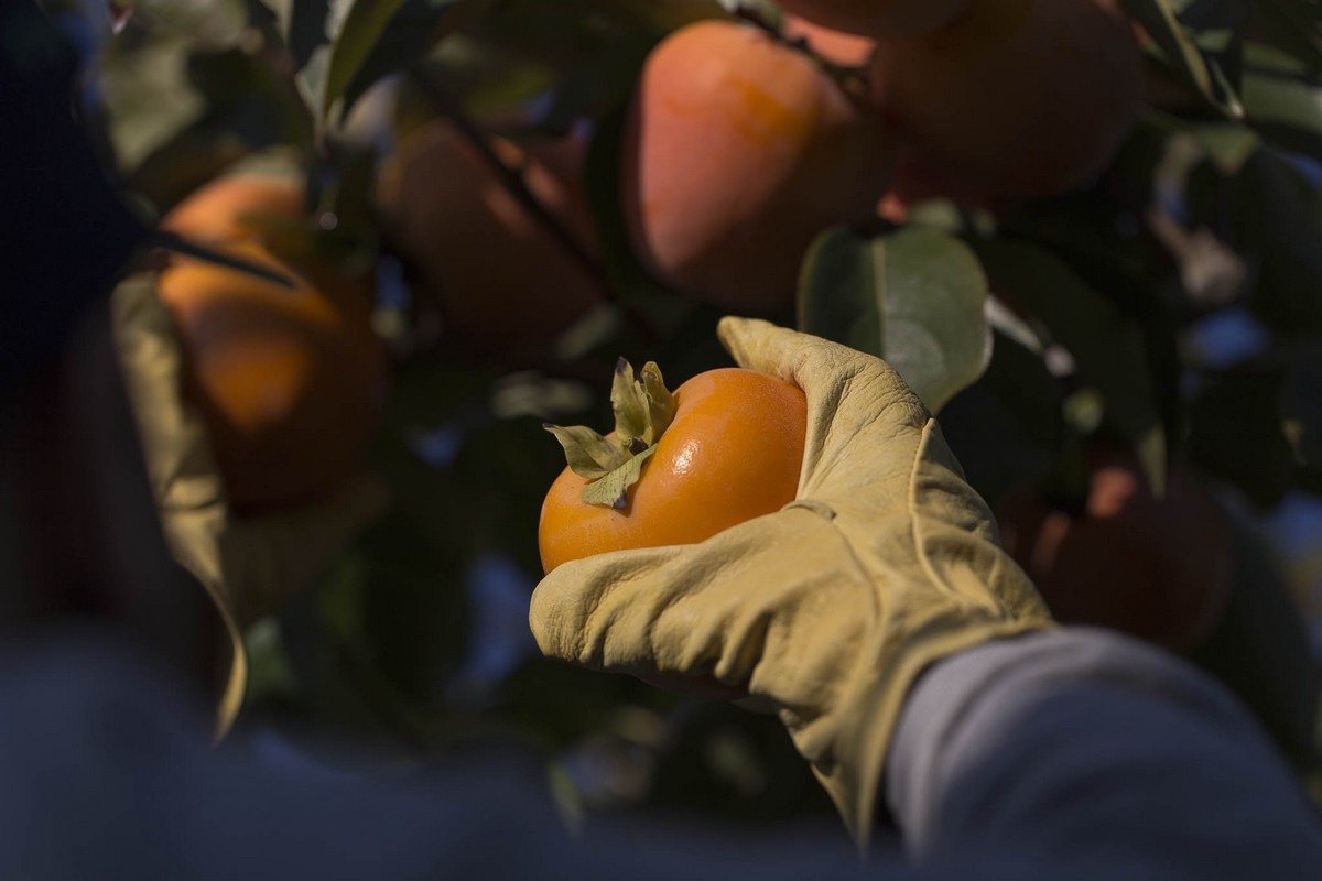 Spaanse kakioogst stopt eerder door kleinere maten
