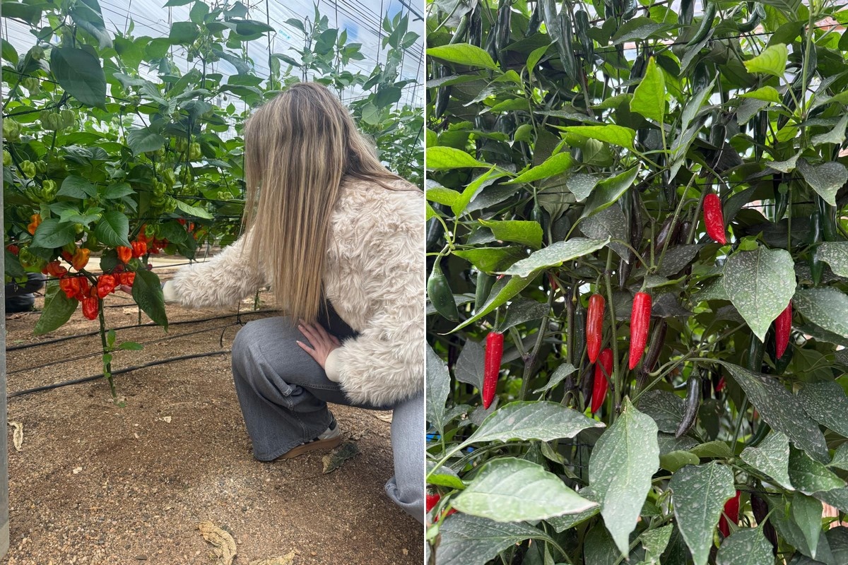 "Hete peper is van nicheproduct uitgegroeid tot strategische categorie"