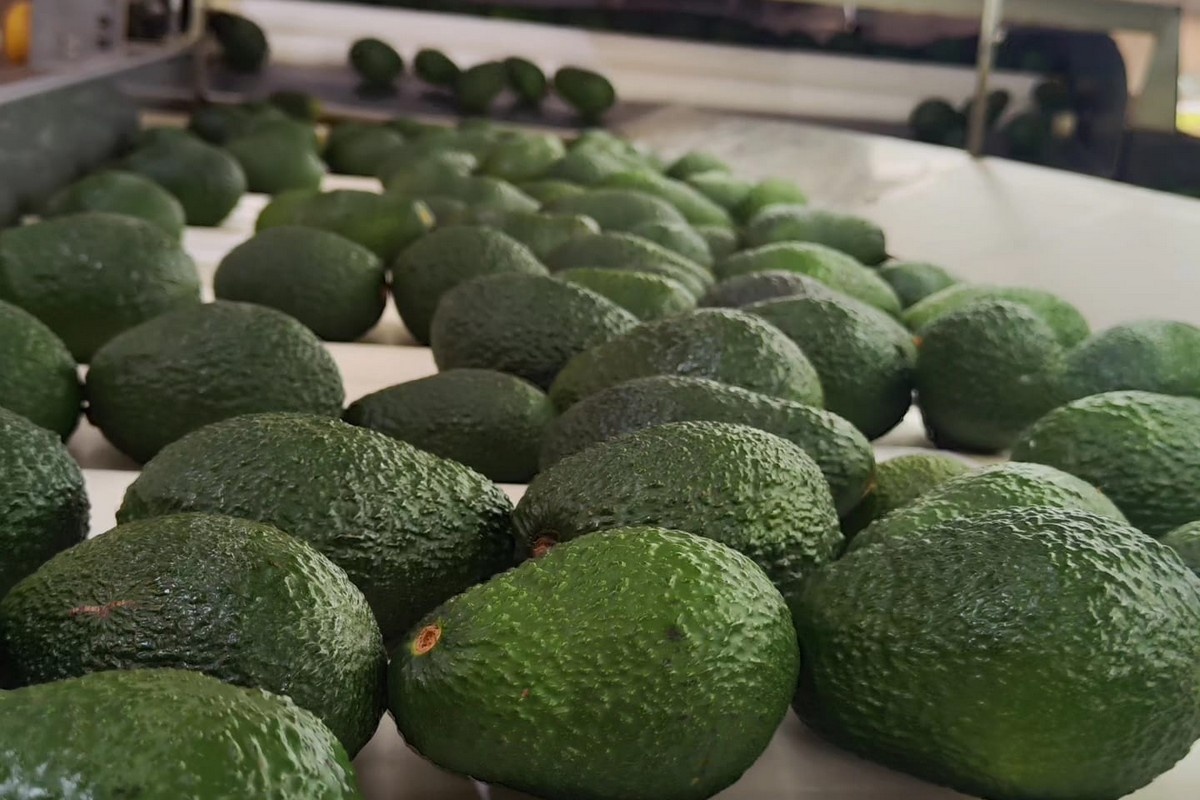 Peruaanse Hass avocado-export +38%