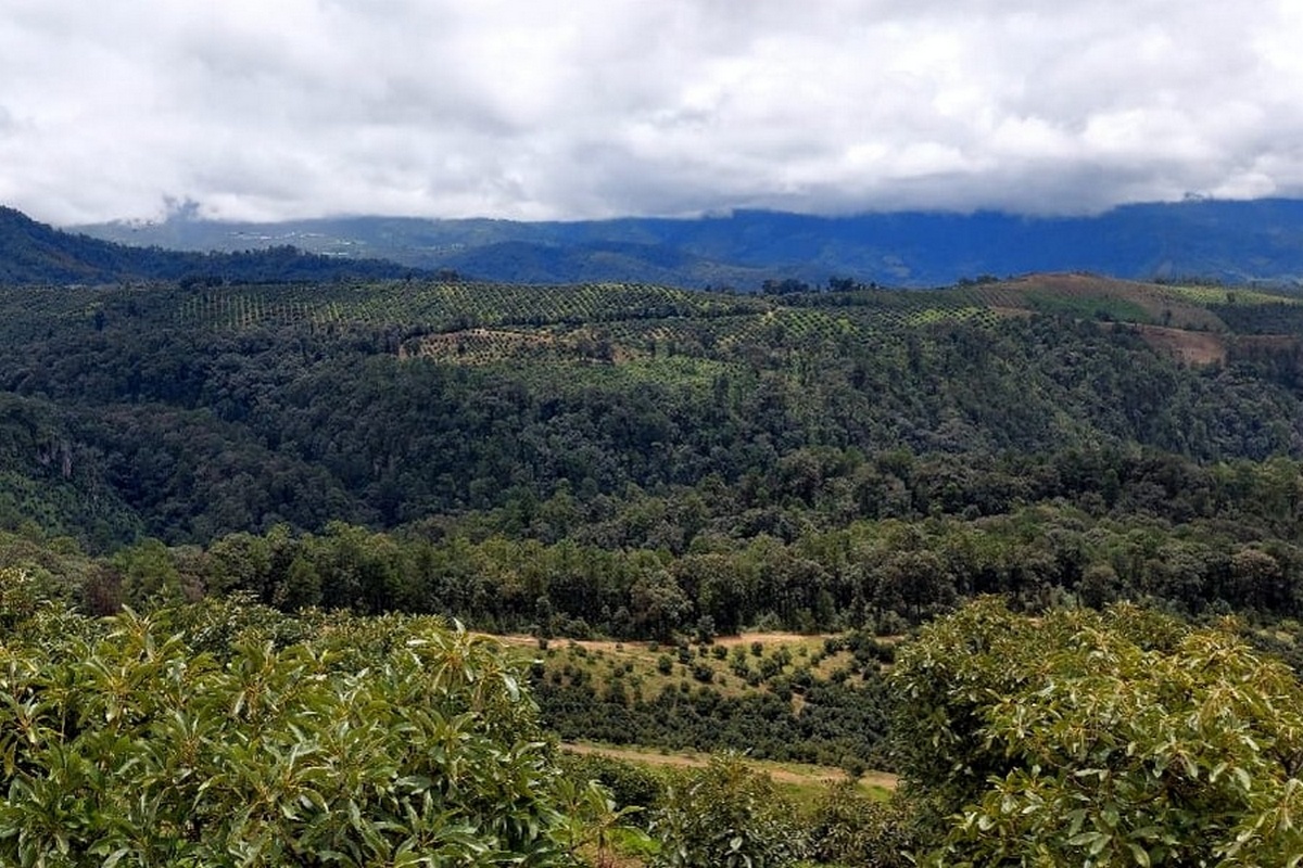 Mexicaanse avocado-oogst onder druk door slecht weer, prijsstijgingen in het vooruitzicht