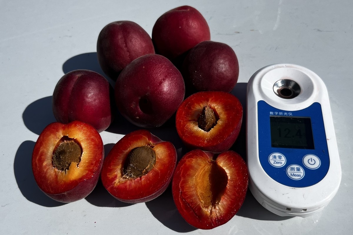 Hoge prijzen steenfruit zorgen voor grote bestellingen steenfruitbomen
