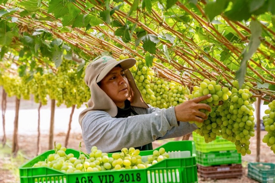 Raming Peruaanse druivenoogst neerwaarts bijgesteld