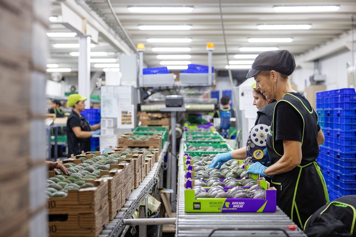 Toename wereldwijde avocado-aanbod zet druk op prijzen en planning