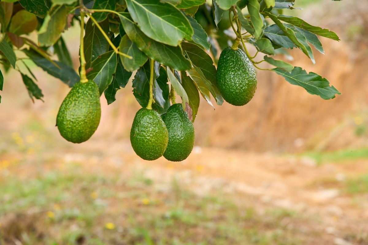 Potentieel Colombiaanse avocadoteelt groter dan officiële statistieken doen vermoeden