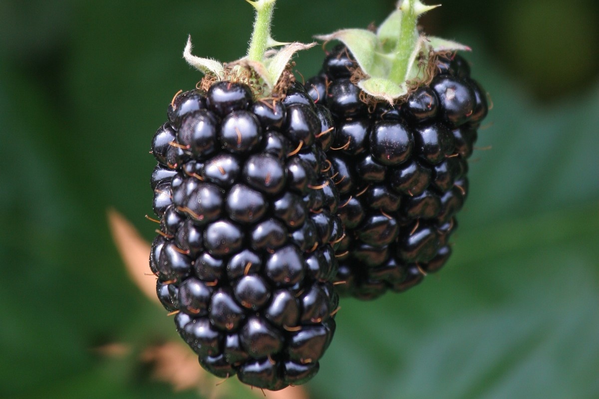 Spaans zachtfruitprogramma ontwikkelt bramenrassen voor jaarronde oogst