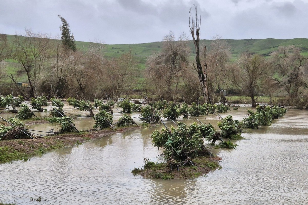 Zware regenval bemoeilijkt avocado-oogst in Zuid-Spanje